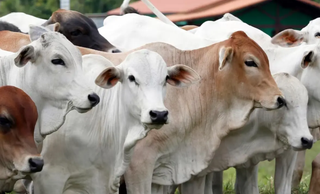 Jangan Sampai Tertipu! Ini 5 Cara Mudah Membedakan Daging Sapi dan Daging Babi yang Wajib Diketahui Umat Islam